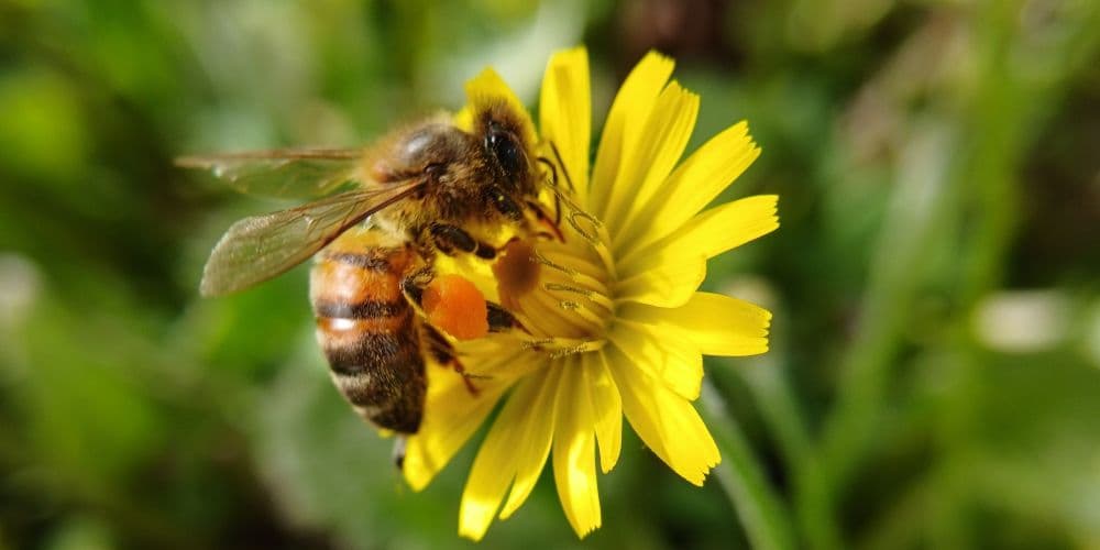 Pest Control Services in Medford